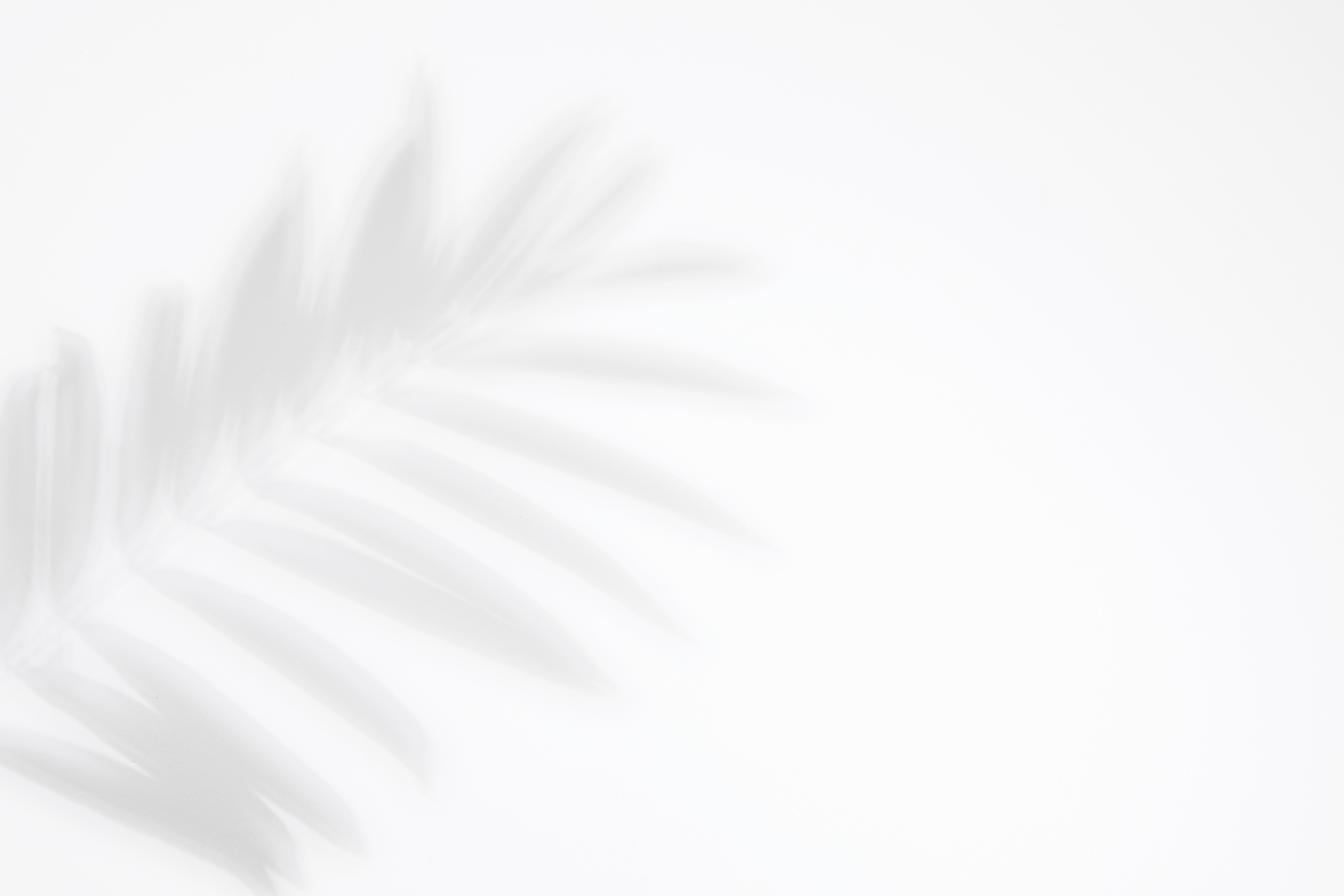 Palm leaves and shadows